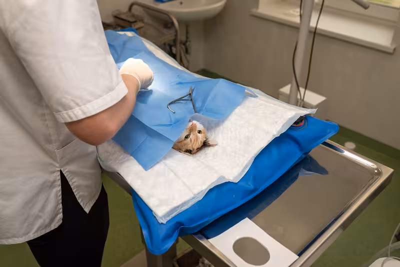 Nurse for Disabled Parking Facilities - Private Microsuction Ear Wax Removal in Hythe CT21: Discover Expert Services and Ben...